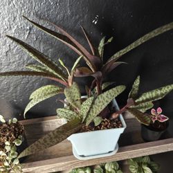 Leopard Lily Plant ☘️