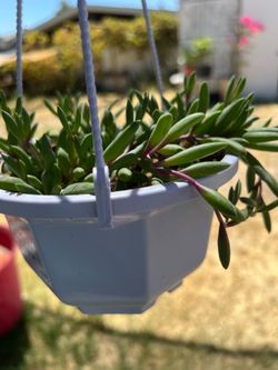 Planta Ruby