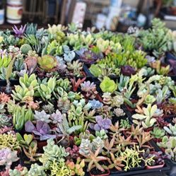 Succulents In 2" Black Pots 