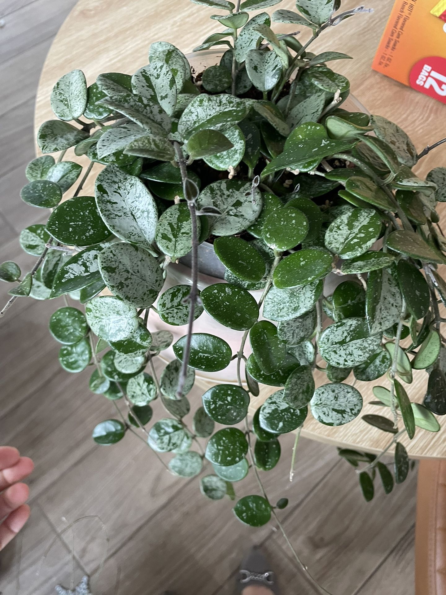 Hoya Mathilde Super Splash/silver Cutting
