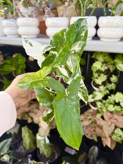 Plants (4”pot🌿Syngonium Albo $15)