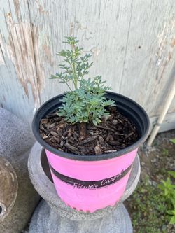 Ruda planta
