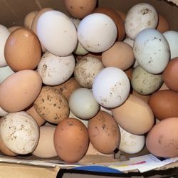 Eggs For Sale $8 Of Dozen