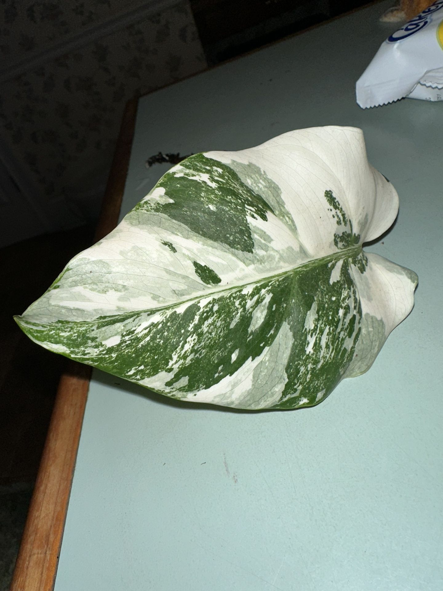 Albo Monstera 