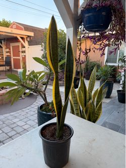 Snake plant golden edge