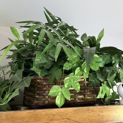 Silk Plant #5
