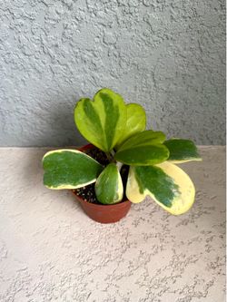 Hoya  kerrii  variegated  plant