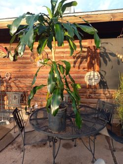 Plant