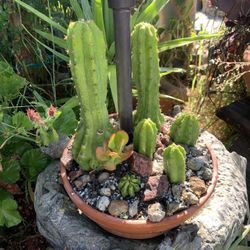 6 Cactus In Clay Pot. 