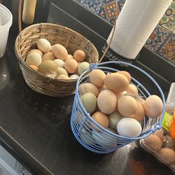 Organic egg free range