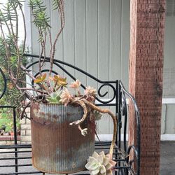 Plants