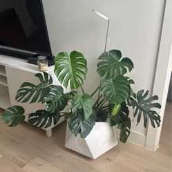 Two Monstera Plants and Pots With UV lights