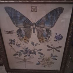 Butterfly Picture 