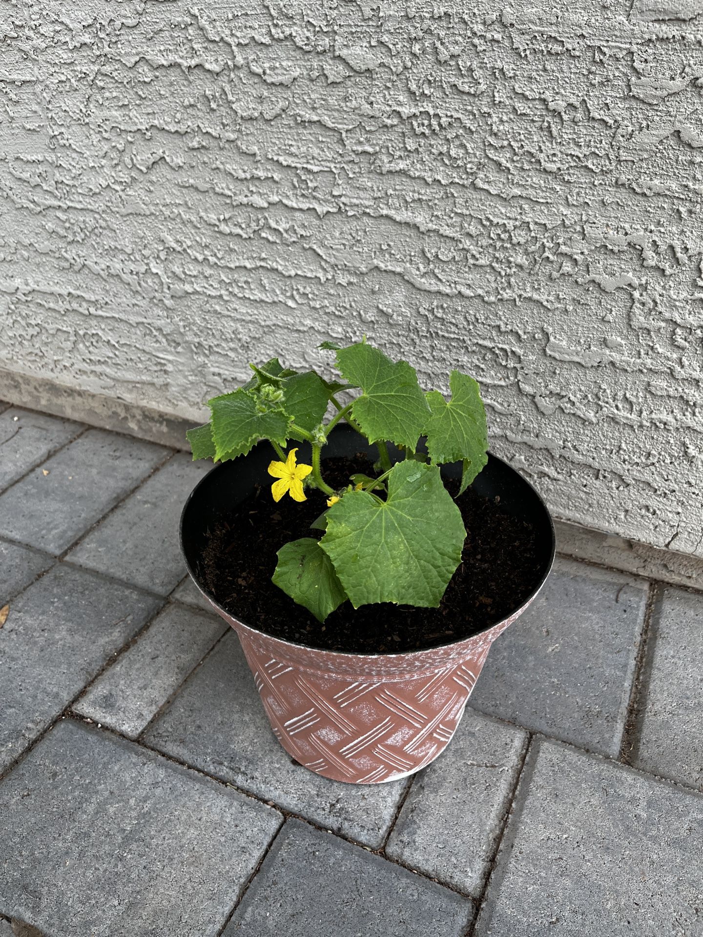 Cucumber Plant