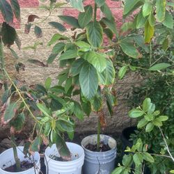 Avocado Tree
