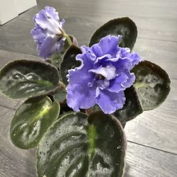 African Violet Light Blue Large Bloom Rare Plant In Pot