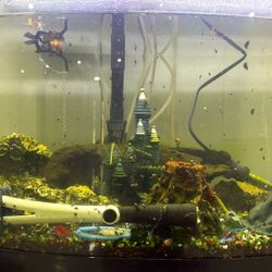 Free 20 Gallons Fish Tank