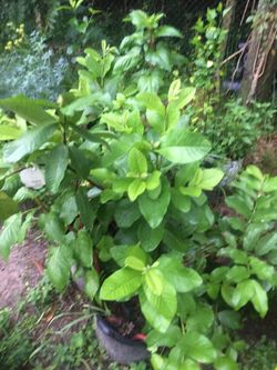 Guayabos ya están floreando a 30