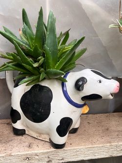 Ceramic Cow Planter with Succulent