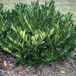 English Laurel
