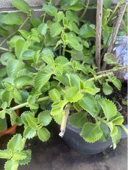 Oregano plant  Oregano Oregon Planta de Oregano