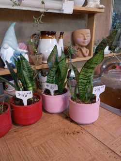 Snake plants for sale