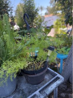 Green plant for hanging indoor/ outdoor