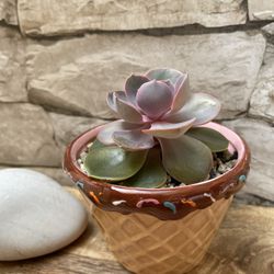 Echeveria Beautiful Succulent Plant In Cute Ceramic Pot3"H. 