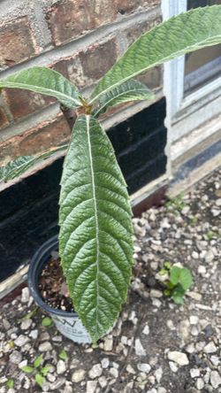 Loquat tree