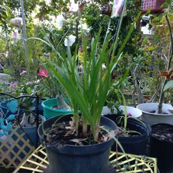 Society Garlic Plants 