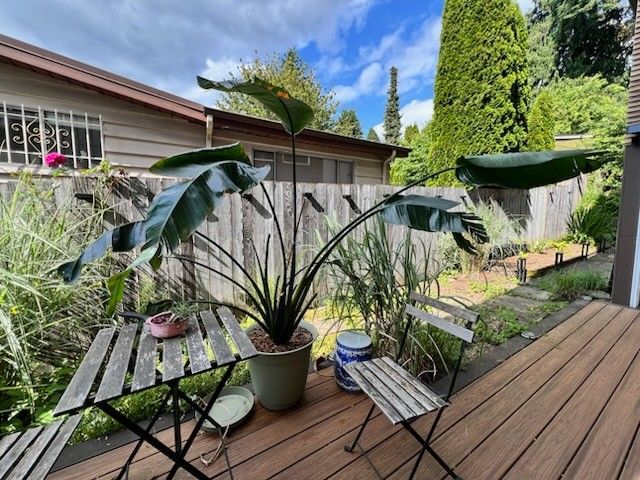 Bird Of Paradise Plant