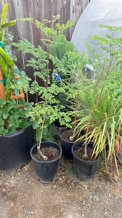 Moringa