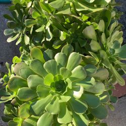 Fresh And Beautiful Succulents 