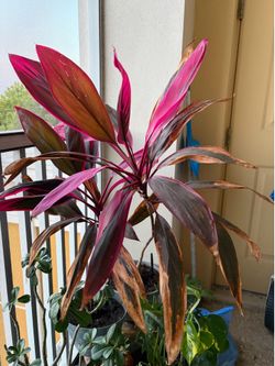 Large Palm plant