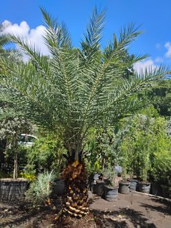 Sylvester Palm Tree 🌴$200 per ft. Of trunk