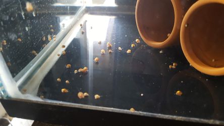 Snails for your Puffers