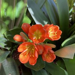 Clivia Plant  With Flower Bud. 