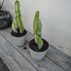 Euphoria Ammak Cactus