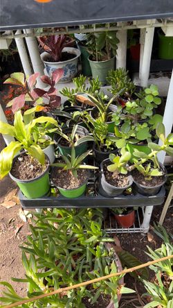 Succulents