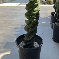 Spiral Cactus