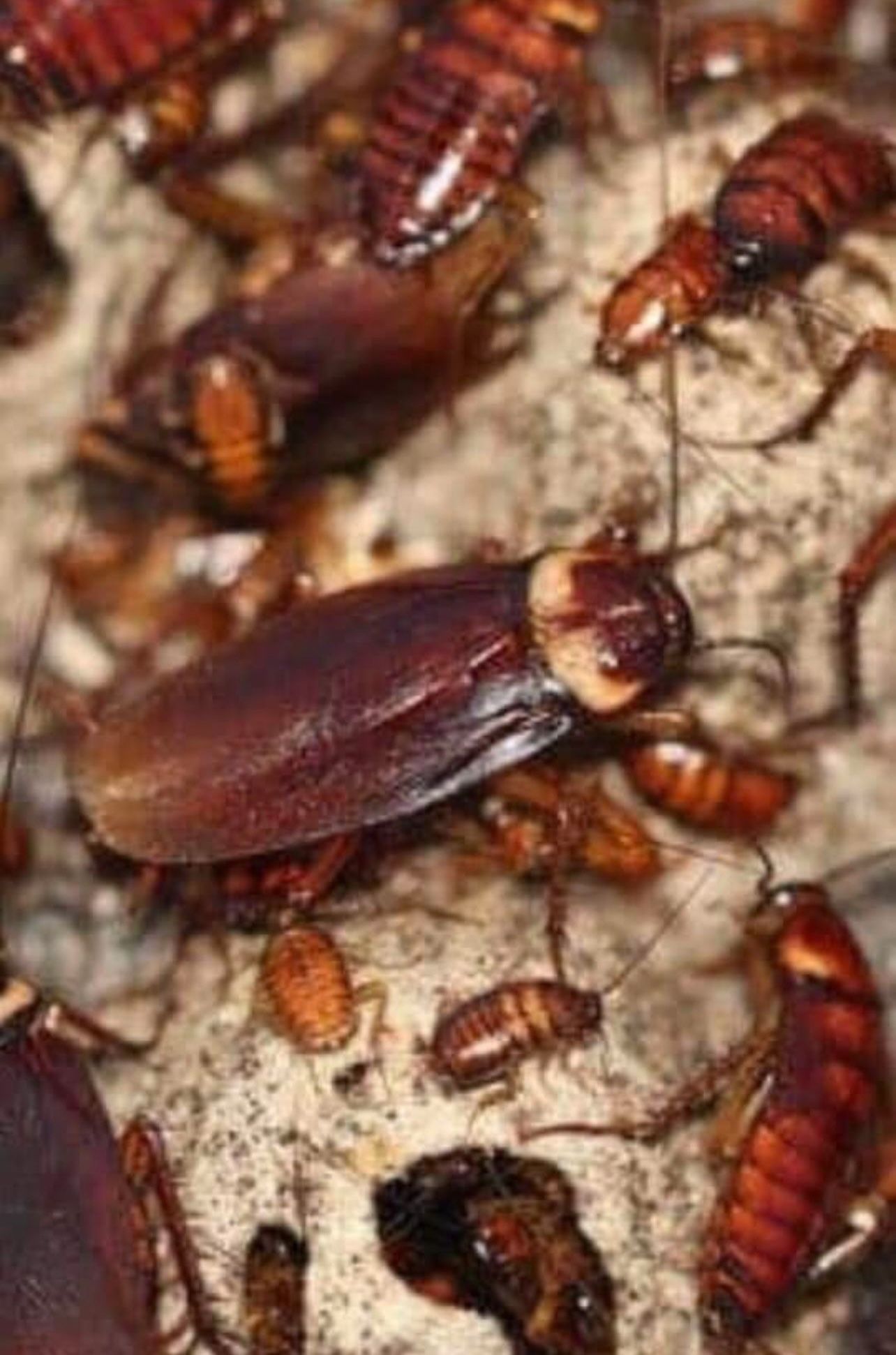 Don’t Let Your Whole House Become Infested Contact Us Now