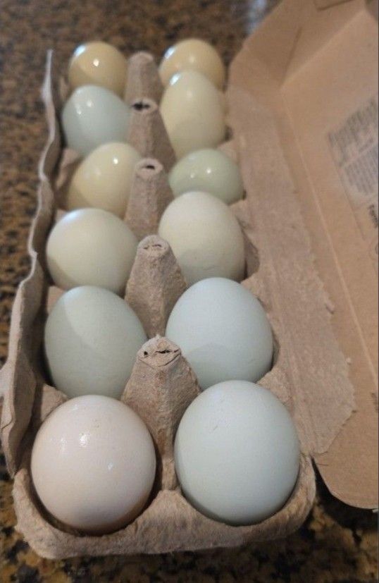 Organic Eggs