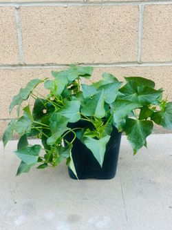 Sweet Potato Leaves plants