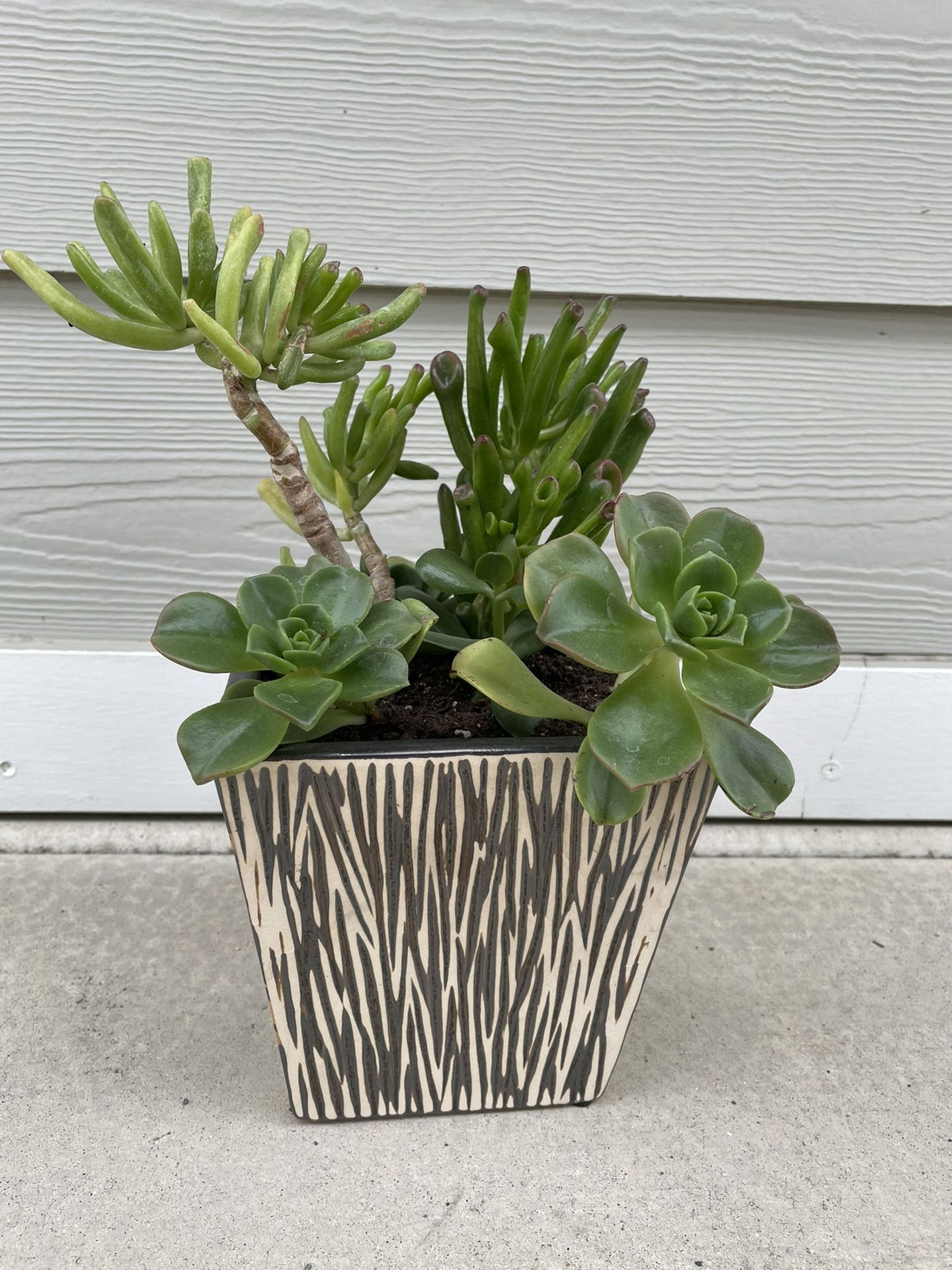 Real decorative succulent pants