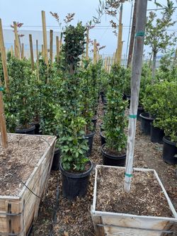 Ligustrum japonicum 'Texanum Waxleaf Privet
