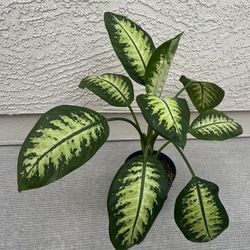 Dieffenbachia Live Plant 
