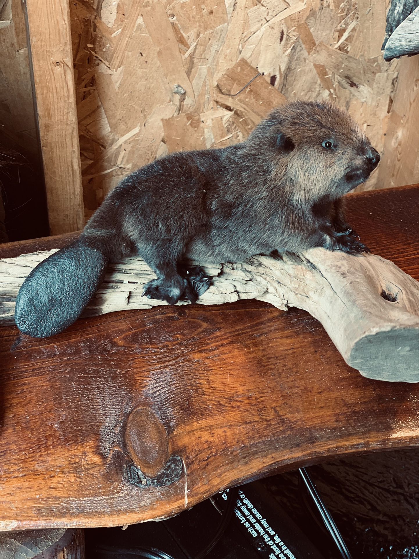Baby Beaver Museum Quality Taxidermy Mount