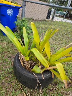 Aechmea blanchetiana
