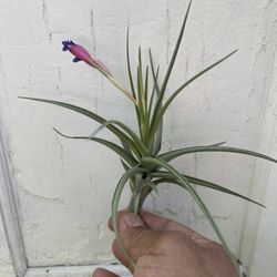 Tillandsia aeranthos, Carnation of the Air Plant (See pictures)