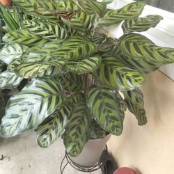 Cathalea (Peacock) Indoor Natural Plant 